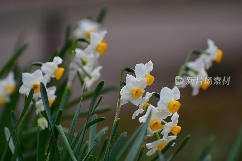 Narcissus tazetta /纸白色的水仙